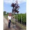 ACER platanoides CRIMSON KING En pot de 25-30 litres tige hauteur du tronc 190-210 cm circonférence du tronc 08-10 cm