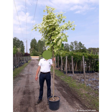 ACER platanoides DRUMMONDII En pot de 25-30 litres tige hauteur du tronc 190-210 cm circonférence du tronc 08-10 cm