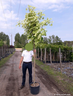 ACER platanoides DRUMMONDII En pot de 25-30 litres tige hauteur du tronc 190-210 cm circonférence du tronc 08-10 cm