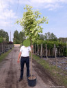 erable-plane-panache-drummondii-acer-platanoides-drummondii-4.jpg
