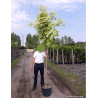 ACER platanoides DRUMMONDII En pot de 25-30 litres tige hauteur du tronc 190-210 cm circonférence du tronc 08-10 cm