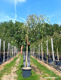 BETULA verrucosa YOUNGII En pot de 25-30 litres tige hauteur du tronc 110-130 cm circonférence du tronc 08-10 cm