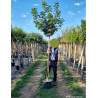 ACER platanoides GLOBOSUM En pot de 25-30 litres tige hauteur du tronc 190-210 cm circonférence du tronc 08-10 cm