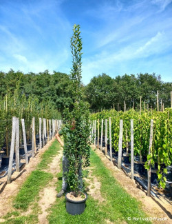CARPINUS betulus FASTIGIATA En pot de 25-30 litres baliveau hauteur 200-250 cm
