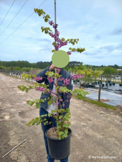 CERCIS siliquastrum En pot de 15-20 litres baliveau hauteur 150-200 cm