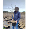 CERISIER En pot de 10-12 litres forme gobelet