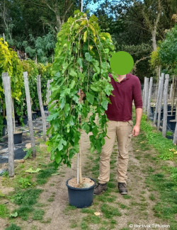 MORUS alba PENDULA En pot de 35-50 litres tige hauteur du tronc 190-210 cm