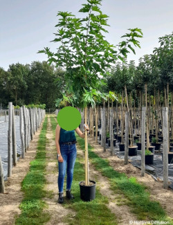 MORUS kagayamae FRUITLESS En pot 25-30 litres forme tige hauteur du tronc 180-200 cm
