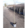 POIRIER En pot 10-12 litres forme gobelet