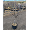 PRUNIER En pot de 10-12 litres forme gobelet