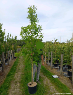 QUERCUS palustris En pot de 15-20 litres forme baliveau
