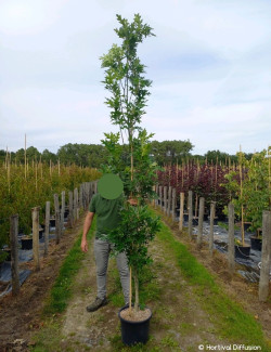 QUERCUS palustris GREEN PILLAR En pot de 25-30 litres forme baliveau