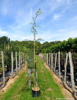 SALIX sepulcralis TRISTIS En pot de 15-20 litres forme baliveau