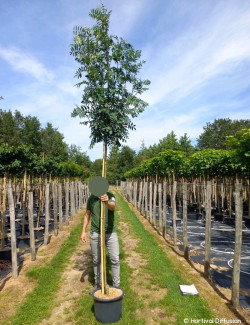 SORBUS aucuparia WETTRA En pot de 25-30 litres forme tige hauteur du tronc 180-200 cm