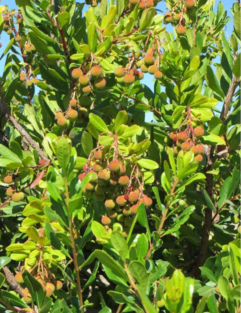 ARBUTUS unedo COMPACTA ARBUTUS unedo COMPACTA