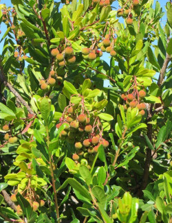 arbousier-compact-arbutus-unedo-compacta.jpg