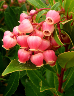 arbousier-compact-arbutus-unedo-compacta-1.jpg