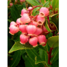 ARBUTUS unedo COMPACTA