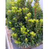ARBUTUS unedo MERCURIUS