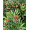 ARBUTUS unedo MERCURIUS