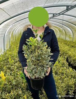 EUONYMUS japonicus BRAVO En pot de 4-5 litres