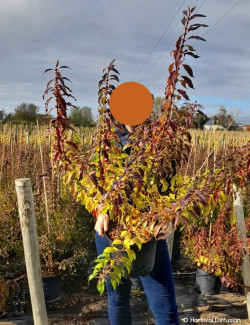 FORSYTHIA intermedia MIKADOR En pot de 10-12 litres