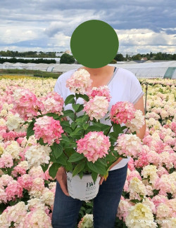 HYDRANGEA paniculata En pot de 4-5 litres