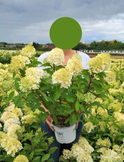 HYDRANGEA paniculata En pot de 4-5 litres