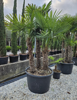 TRACHYCARPUS fortunei En pot de 290-375 litres forme cépée 2-3 troncs hauteur totale 250-300