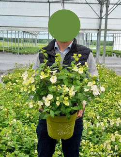 HYDRANGEA RUNAWAY BRIDE En pot de 5-7 litres