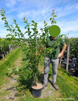 PLUOT En pot de 10-12 litres gobelet 2-3 ans d'âge