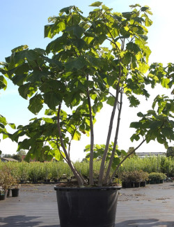 PAULOWNIA tomentosa (Paulownia, arbre impérial) En pot de 250-300 litre forme cépée hauteur 300-350 cm