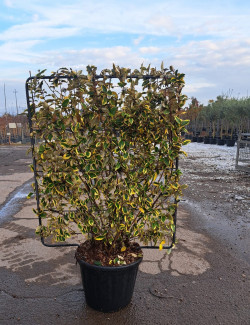 ELAEAGNUS ebbingei Gilt hedge En pot litres forme espalier