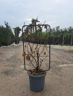 VIGNE DE TABLE En pot forme espalier