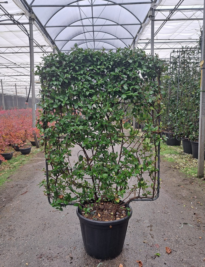 TRACHELOSPERMUM jasminoides En pot forme espalier