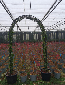 TRACHELOSPERMUM jasminoides En pot forme arche