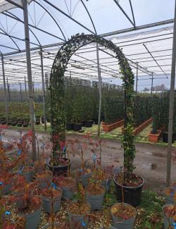 TRACHELOSPERMUM jasminoides En pot forme arche