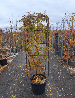 WISTERIA En pot forme espalier
