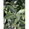 ELAEAGNUS ebbingei (Chalef)