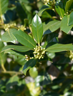 ILEX NELLIE R. STEVENS (Houx)