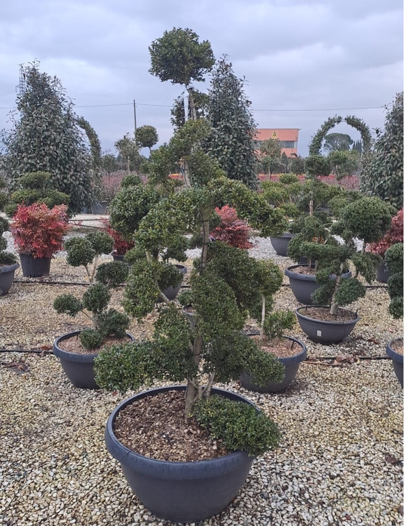 Berg Ilex Crenata Mariesii Bonsai 30-40 Cm Im 3L Container - Immergrner  Kleinblttriger Ilex