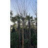 LAGERSTROEMIA En pot forme tige hauteur du tronc 180-200 cm circonférence du tronc 16-18-20-25 cm