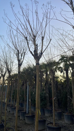 LAGERSTROEMIA En pot forme tige hauteur du tronc 180-200 cm circonférence du tronc 16-18-20-25 cm
