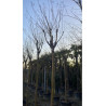 LAGERSTROEMIA En pot forme tige hauteur du tronc 180-200 cm circonférence du tronc 16-18-20-25 cm