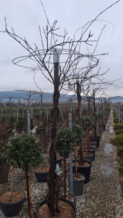 WISTERIA En pot forme parapluie