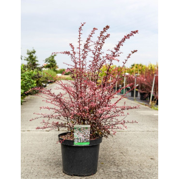 BERBERIS thunbergii HARLEQUIN En pot de 10-12 litres buisson hauteur 040-050 cm