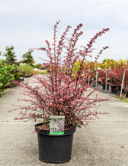 epine-vinette-de-thunberg-harlequin-berberis-thunbergii-harlequin-1.jpg