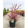 BERBERIS thunbergii HARLEQUIN En pot de 10-12 litres buisson hauteur 040-050 cm
