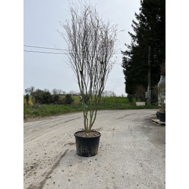ACER palmatum En pot de 230-250 litres forme buisson hauteur 300-350 cm