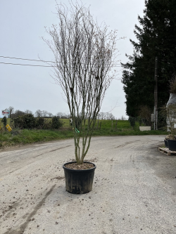 ACER palmatum En pot de 230-250 litres forme buisson hauteur 300-350 cm